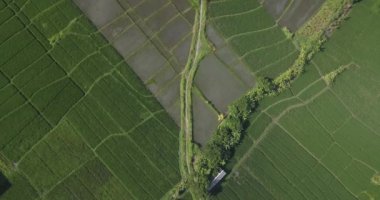Tarımsal pirinç tarlalarının havadan görünüşü