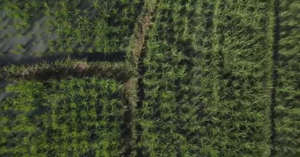 Aerial view of agricultural rice fields — Stock Video