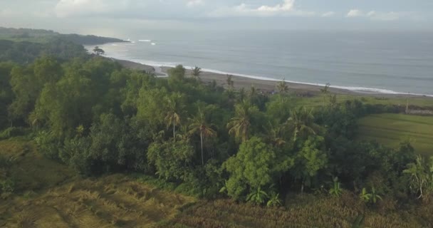 Vista aérea dos campos de arroz agrícola na costa oceânica — Vídeo de Stock