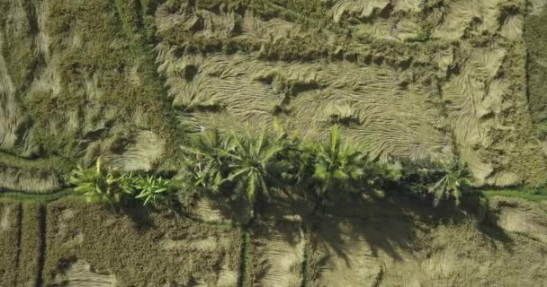 Воздушный вид сельскохозяйственных рисовых полей — стоковое видео