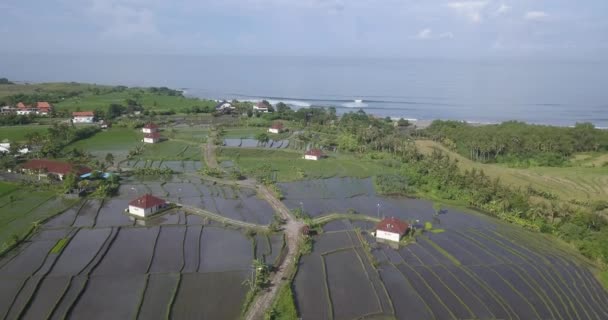 Vue aérienne des rizières agricoles sur le littoral océanique — Video