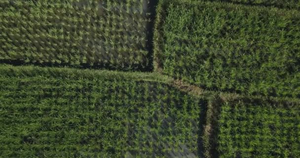 Vista aérea dos campos de arroz agrícola — Vídeo de Stock