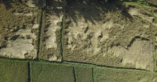 Воздушный вид сельскохозяйственных рисовых полей — стоковое видео