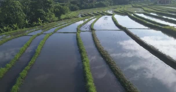 Luftaufnahme von landwirtschaftlichen Reisfeldern — Stockvideo