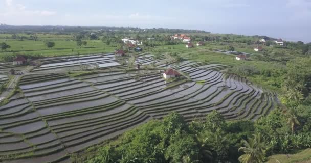 Vista aérea dos campos de arroz agrícola na costa oceânica — Vídeo de Stock
