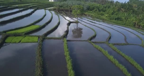 Vista aérea dos campos de arroz no dia ensolarado — Vídeo de Stock