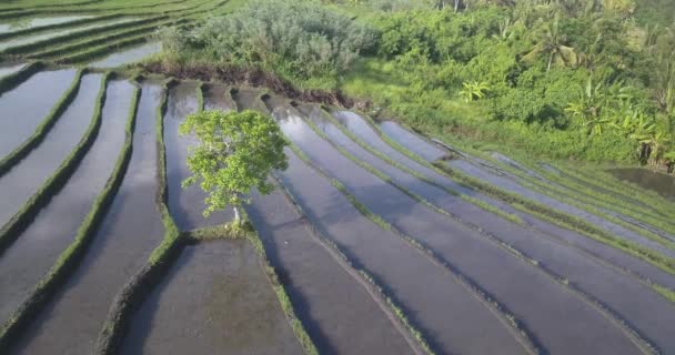 Vista aérea de campos de arroz en el día soleado — Vídeos de Stock