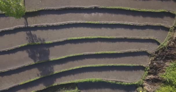 Vista aérea de campos de arroz en el día soleado — Vídeo de stock