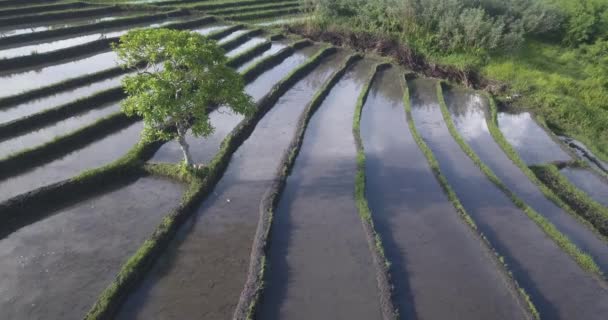 Vista aérea dos campos de arroz no dia ensolarado — Vídeo de Stock