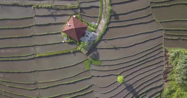 Vista aérea do edifício em campos de arroz — Vídeo de Stock