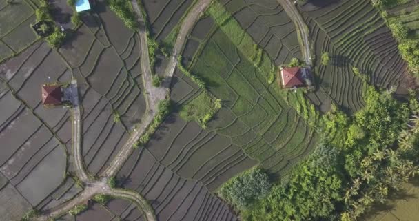 Vista aérea do edifício em campos de arroz — Vídeo de Stock