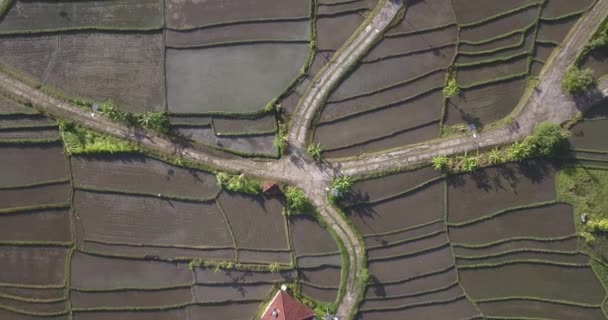 Letecký pohled na stavbu na rýžových polích — Stock video