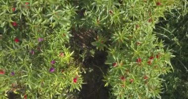 Çiftlikteki çiçeklerin havadan görünüşü