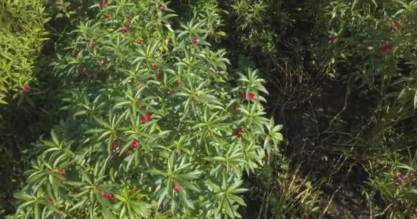 Luchtfoto van bloemen op de boerderij — Stockvideo