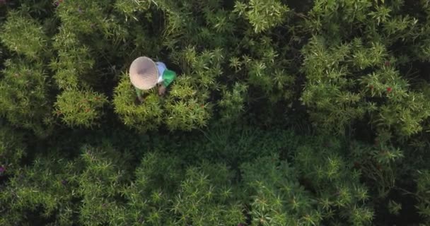 Widok z lotu ptaka rolnika pracującego na polu kwiatów — Wideo stockowe