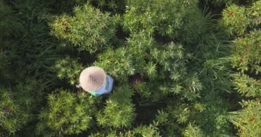 Çiçek tarlasında çalışan çiftçinin hava görüntüsü