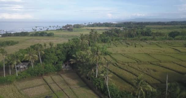 Luchtfoto van rijst ingediend aan de kust van de oceaan — Stockvideo