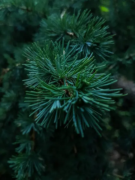 Χριστουγεννιάτικο Δέντρο Οποίο Φωτογραφήθηκε Στο Δάσος Την Άνοιξη — Φωτογραφία Αρχείου