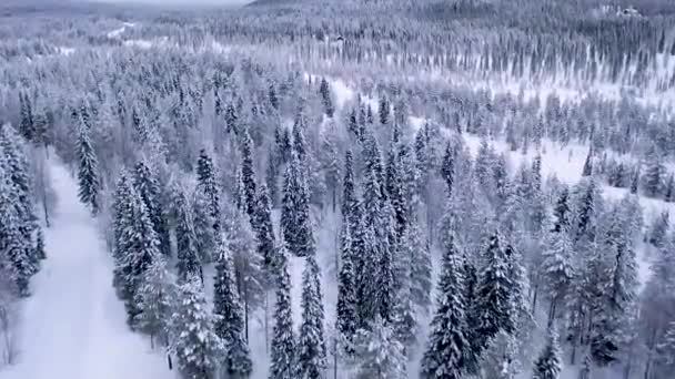 Vista Aérea Laponia Vista Drones Del Bosque Invernal Laponia Finlandia — Vídeos de Stock