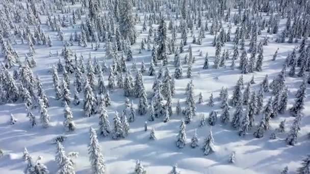 Aerial View Lapland Drone View Winter Forest Lapland Finland — Stock Video