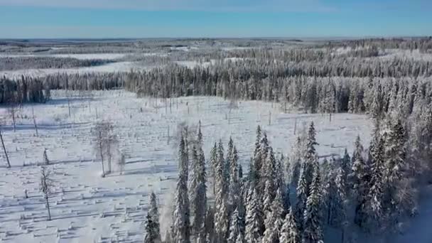 Luchtfoto Van Lapland Het Drone Uitzicht Van Winter Bos Lapland — Stockvideo