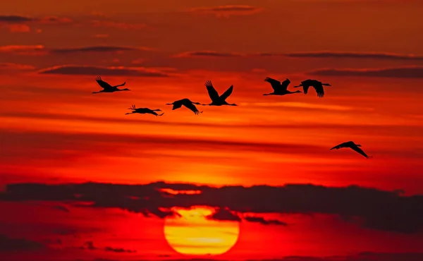Puesta Sol Delta Del Danubio Con Aves Voladoras Sol — Foto de stock gratis