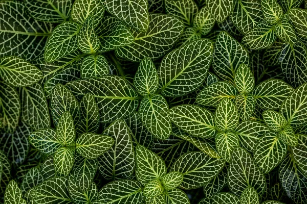 Зелене Листя Фон Природи — Безкоштовне стокове фото