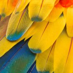 Modré a žluté macaw peří pozadí.