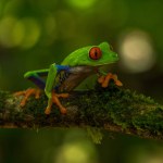 Green tropical frog on branch of mossy tree.