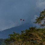 Two macaws flying over trees in mountains of Costa Rica.