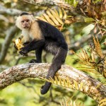 Macaco selvagem sentado na árvore com frutas de banana .