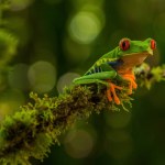 Grenouille tropicale verte sur la branche d'un arbre moussue .