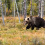 Big brown bear walking in autumnal forest.