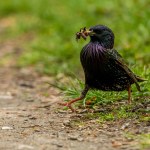 Pájaro estornino alimentándose de insectos en prado verde .