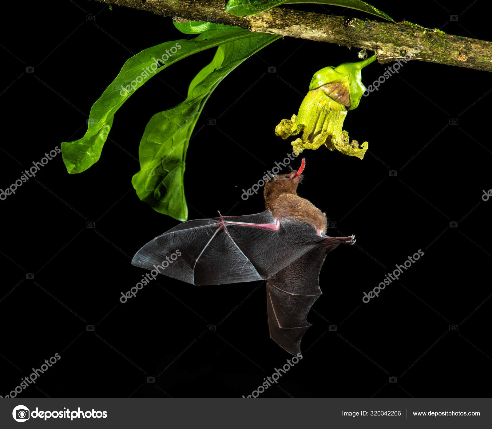 Morcego Marrom Alimentando Flor Tropical Voo Costa Rica — Fotografia de  Stock Grátis © zmachacek #320342266