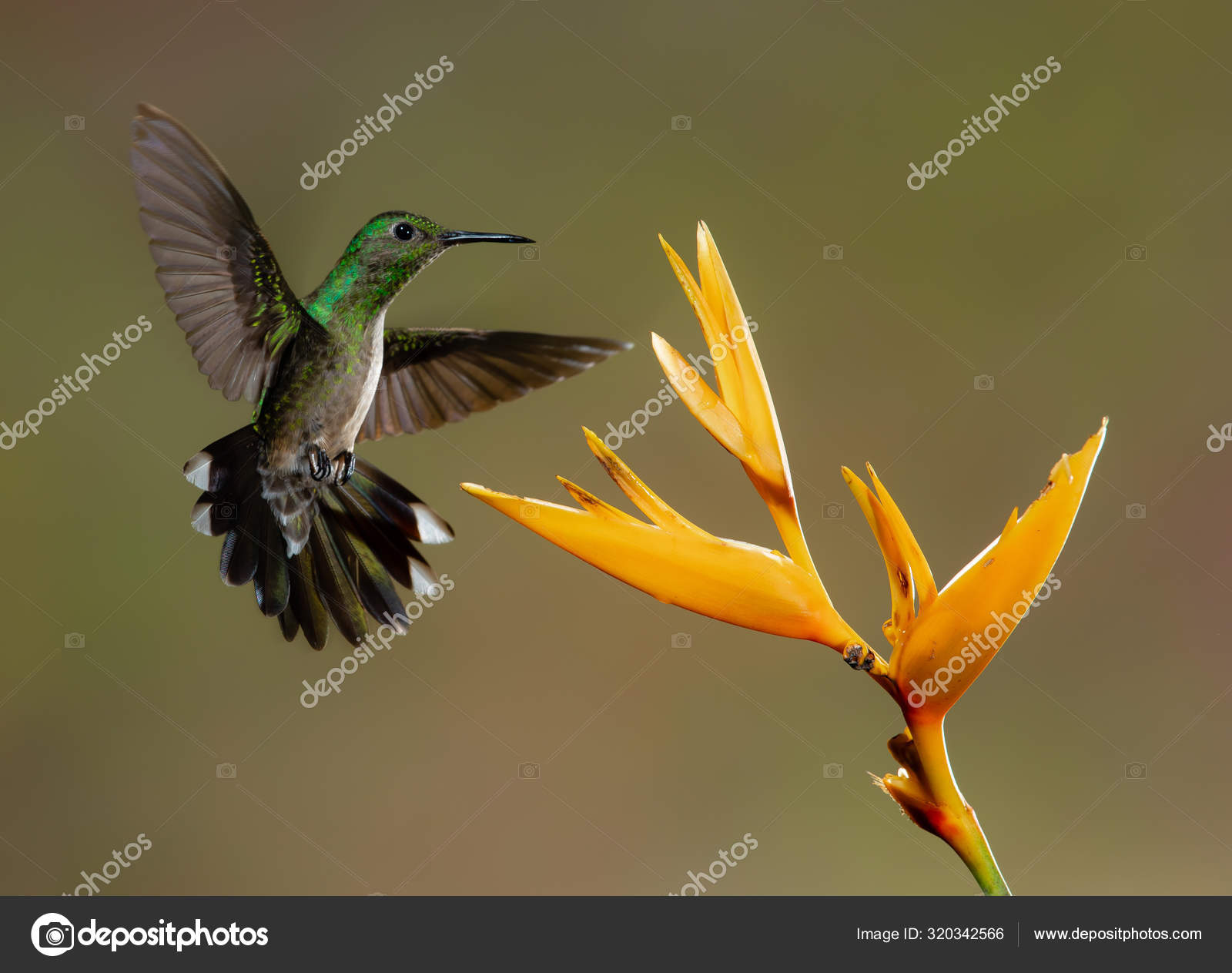 환경에서 날아다니며 먹이를 찾아다니는 아름다운 — 스톡 사진 © zmachacek #320342566, image size:1600x1263