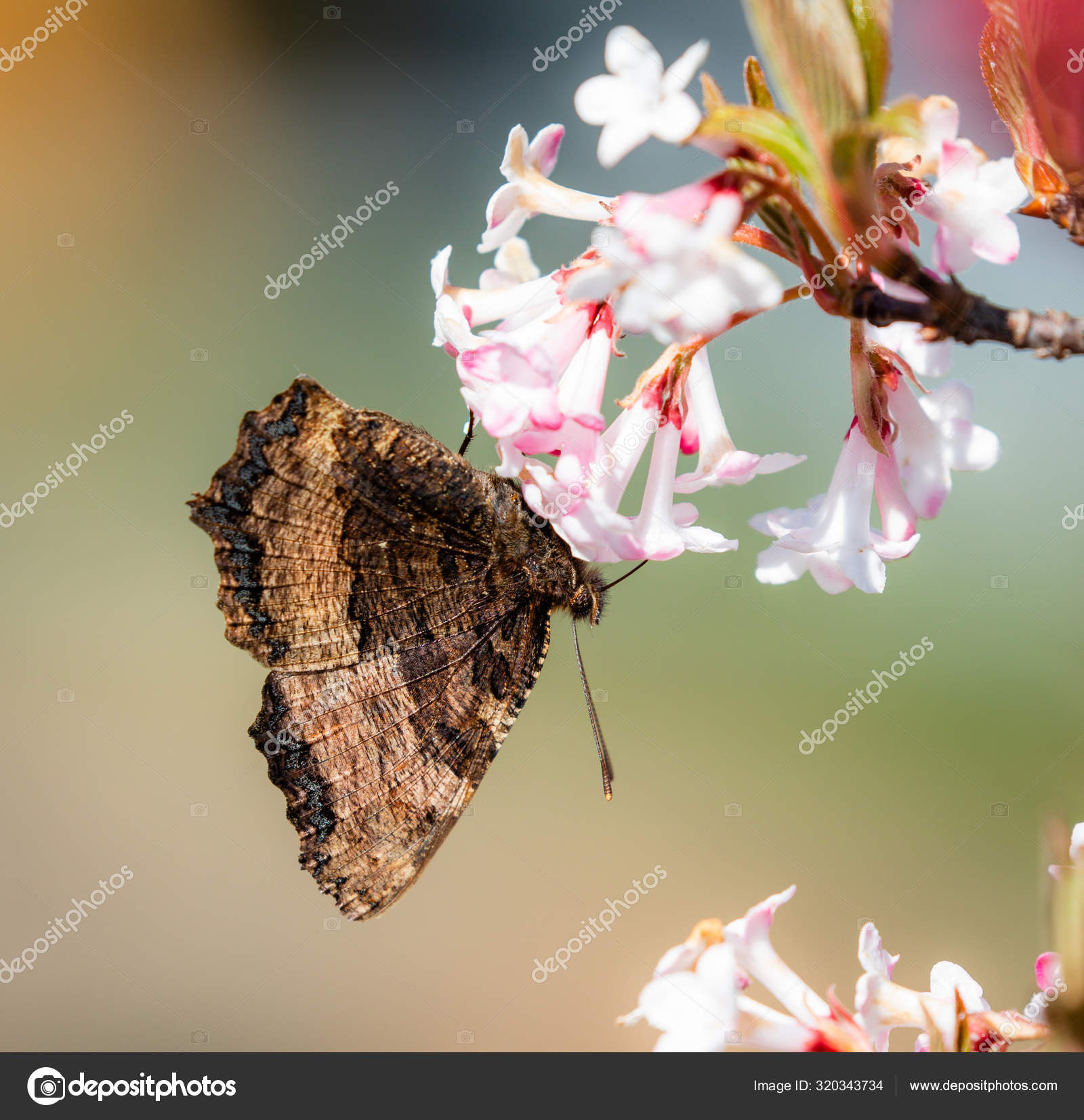 Hermosas Flores Rama Mariposa Forrajera Naturaleza — Foto de stock  #320343734 © zmachacek, image size:1600x1653