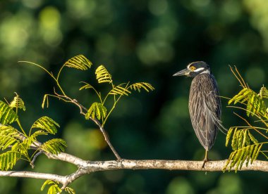 Güzel kuş tek ayak üzerinde oturuyor, yakın plan..