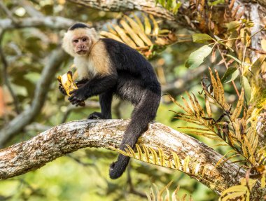 Muz meyveli vahşi maymun ağaçta oturuyor.