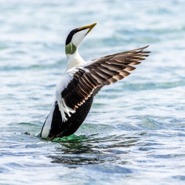 Eider ördeği deniz suyunda kanat çırpıyor, Helgoland, Almanya.