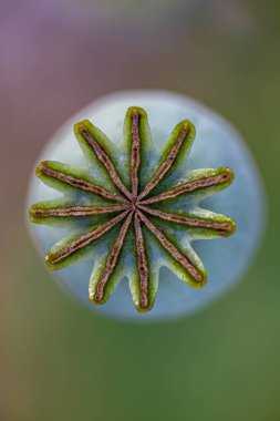 Close-up of poppy seedhead in nature, shallow focus. clipart