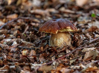 Ormanda yetişen mantarlara yakın çekim.