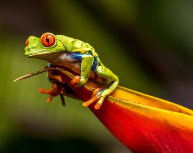 La Paz Doğa Parkı, Kosta Rika 'da tropikal yaprak üzerinde küçük kurbağa..