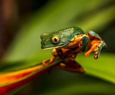La Paz Doğa Parkı, Kosta Rika 'da tropikal yaprak üzerinde küçük kurbağa..