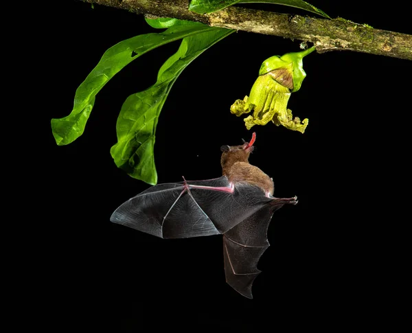 Brown bat feeding on tropical flower in flight in Costa Rica