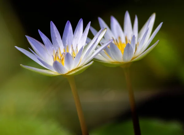 Close Belas Flores Lírio Lagoa Foco Raso Costa Rica — Fotos gratuitas