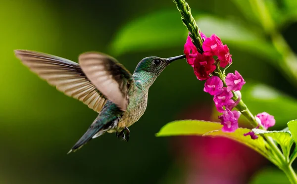 Scaly Breasted Hummingbird Feeding Flowers Costa Rica — Free Stock Photo