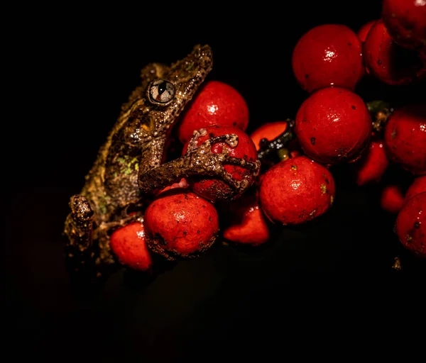 コスタリカの黒い背景に赤い果実に小さな熱帯カエル  — 無料ストックフォト