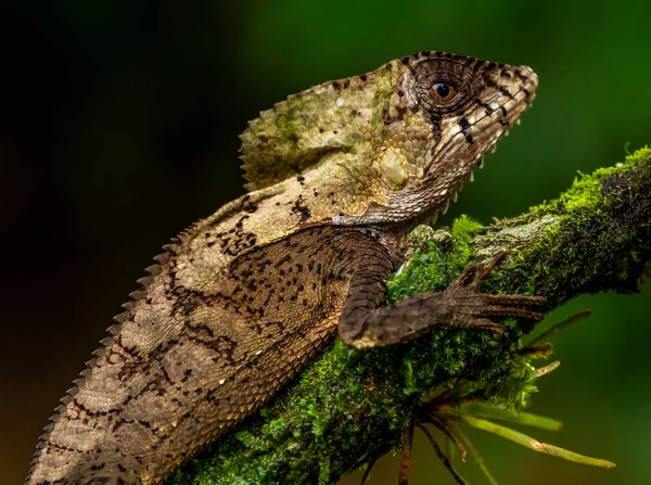 Brown Iguana Lizard Sitting Tree Branch Costa Rica — Free Stock Photo