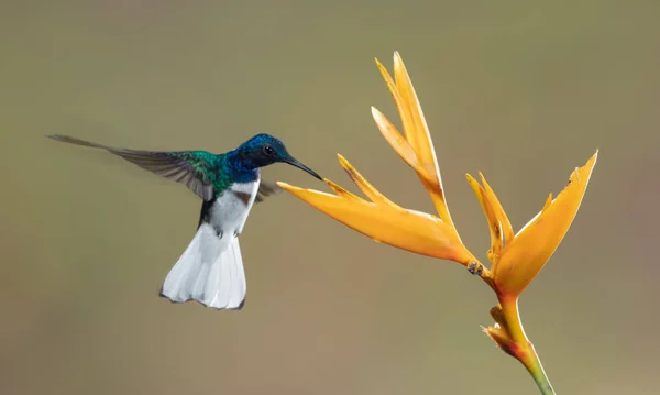 Zbliżenie Białym Szyją Jacobin Koliber Karmienie Kwiat Kostaryce — Darmowe zdjęcie stockowe